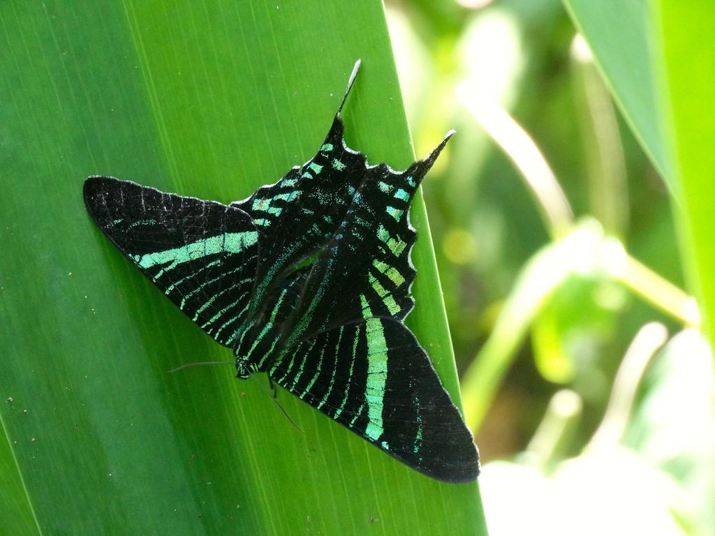 Green Corner Кауита Экстерьер фото